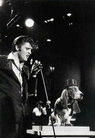Elvis singing hound dog
