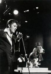 Elvis singing hound dog